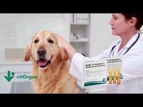 Video su NeyDIL® N. 43 Revitorgan® D4 pro vet.Fiale, 5X2 ml