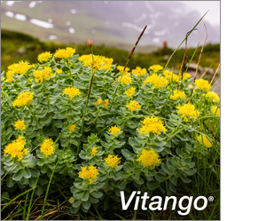 VITANGO Compresse rivestite con film, 30 pezzi