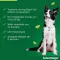 Advantage 250 per cani da 10-25 kg, 4 pz