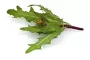 Instructions for use for GASTEO Gocce per disturbi gastrointestinali, 20 ml - 6