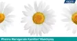 Instructions for use for Spray orale Kamillan, 30 ml - 1