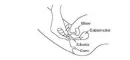 Instructions for use for Mykofungin 3 Combi 200 mg compresse vaginali + 10 mg/g crema, 1 p - 4