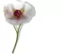 Instructions for use for Gel Ritocco Anticrespo Phytodefrisant, 50 ml - 2