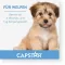 CAPSTAR 11,4 mg compresse per gatti/cani di piccola taglia, 1 pz