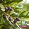 Crema corpo Plantana Oliva con vitamina E, 500 ml